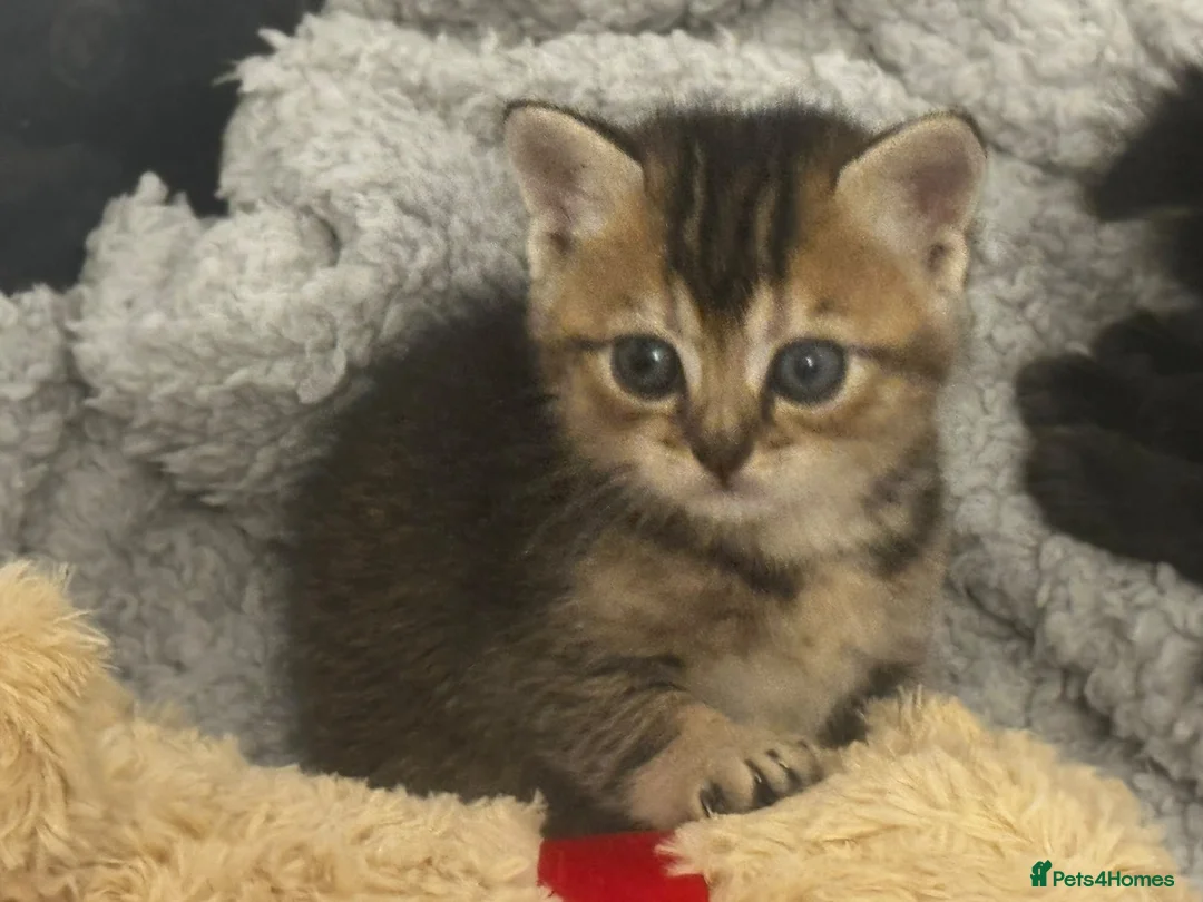 Mixed Breed cats for sale: British short haired cross in Leicester - Advert 2