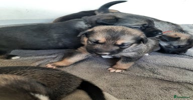 Mixed Breed dogs - Advert 2