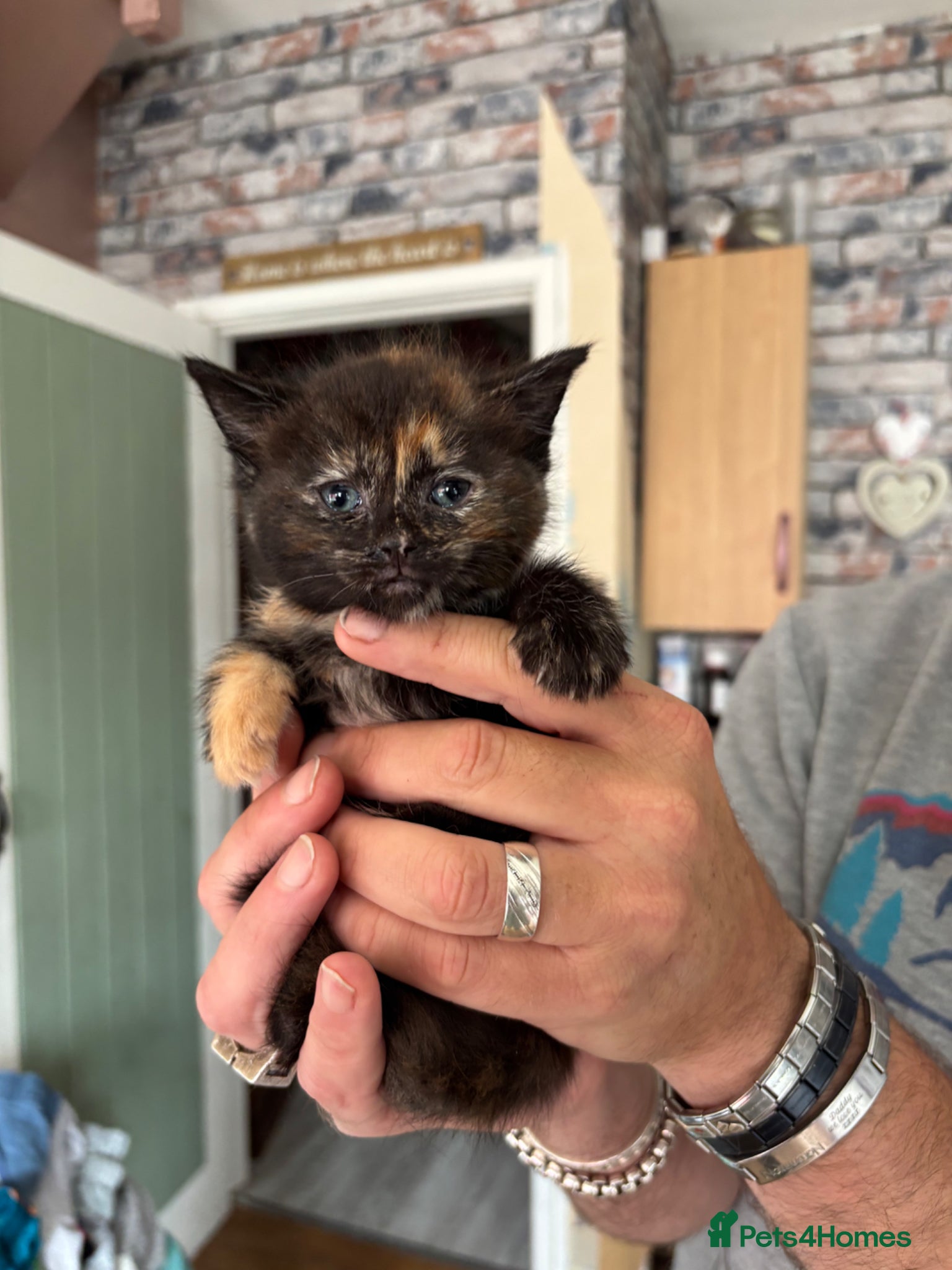 Ragdoll cats ****1 blue eyed girl leftRagdoll cross babies **** - Advert 1
