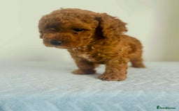 Maltipoo dogs for sale: 🐾 F1BB Maltipoo Puppies  - Image 9