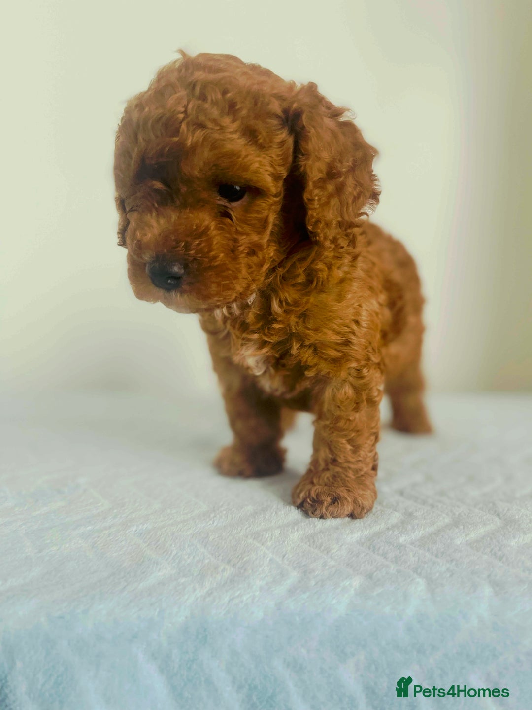 Maltipoo dogs for sale: 🐾 F1BB Maltipoo Puppies  - Image 9