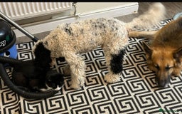 Cockapoo dogs for sale: Milo  - Image 3