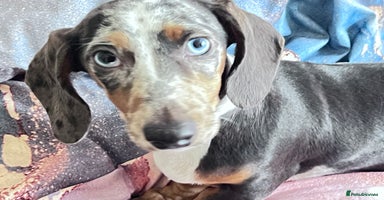 Dachshund dogs - Advert 2