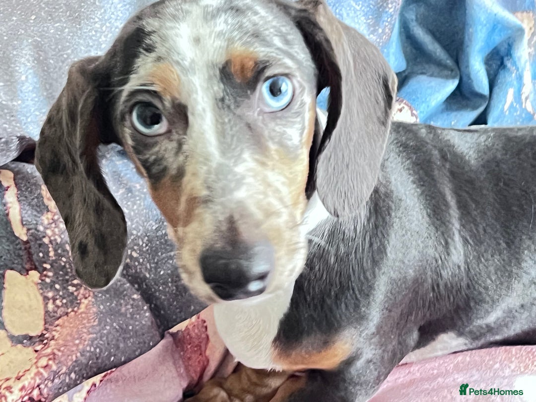 Dachshund dogs for sale: Stunning Dachsund Puppy - Image 3