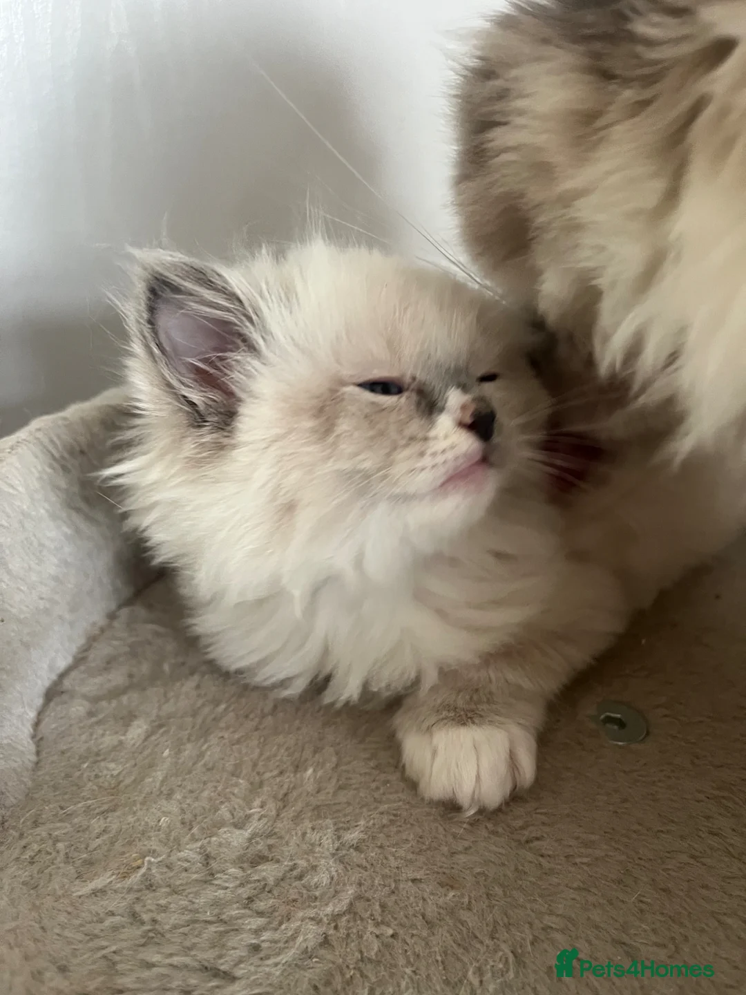 Ragdoll cats for sale: Gorgeous Cherubim ragdoll kittens  - Advert 1