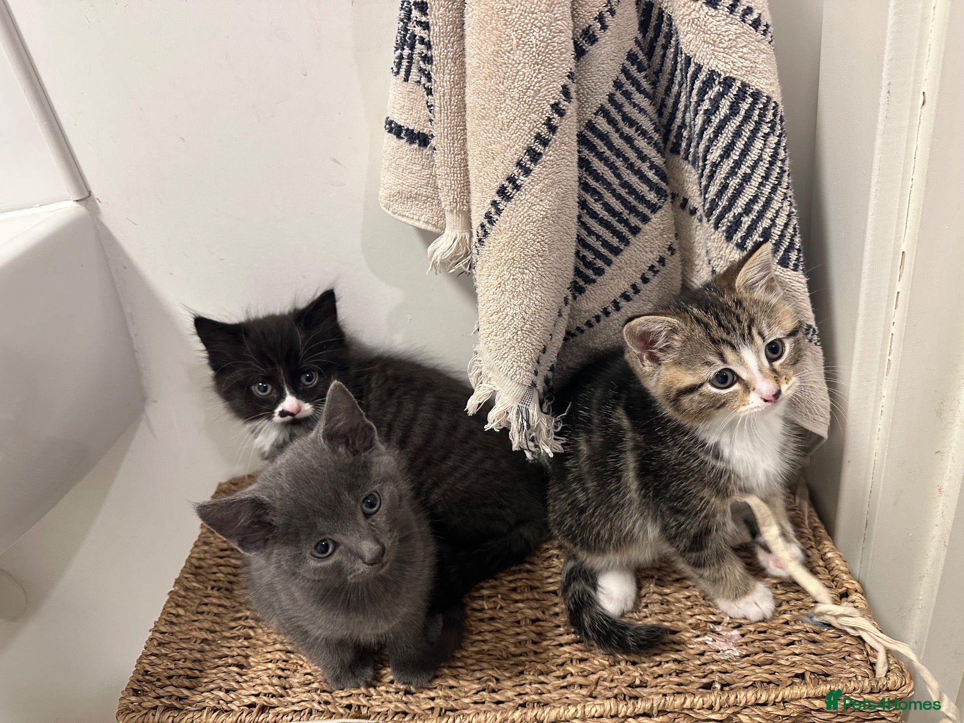 Mixed Breed cats 2 x female kittens  - Advert 1