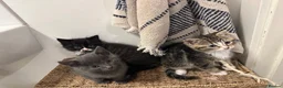 Mixed Breed cats for sale: 2 x female kittens  - Advert 1