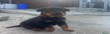 Rottweiler 3