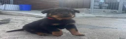 Rottweiler dogs for sale: High-Energy Hearts in Strong Little Bodies in Dundee - Advert 6