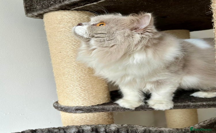 British Longhair cats - Advert 1