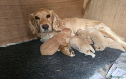 Cocker Spaniel dogs for sale: Working Cocker Spaniel pups for sale ready 19/8/25 - Image 6