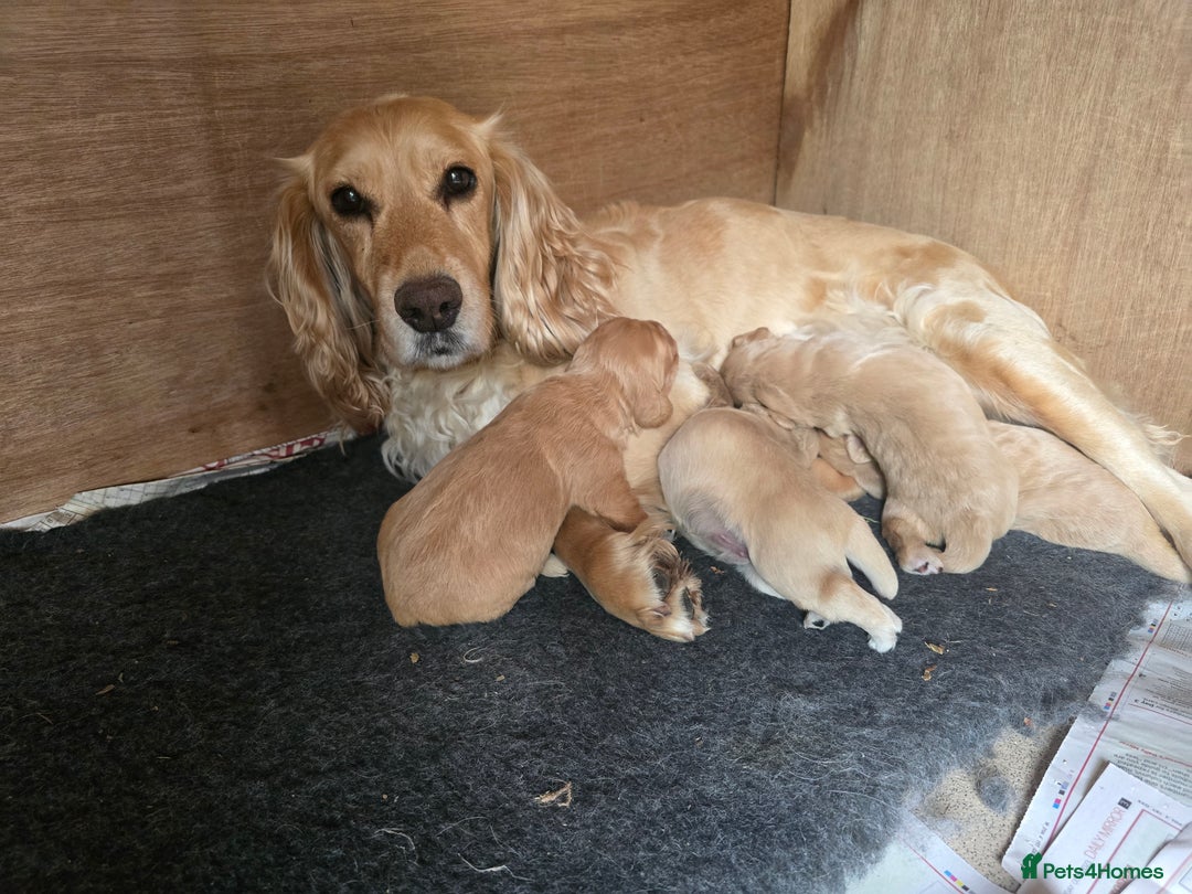 Cocker Spaniel dogs for sale: Working Cocker Spaniel pups for sale ready 19/8/25 - Image 6