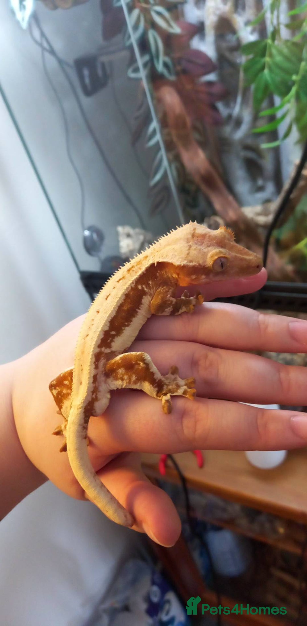 Gecko reptiles for sale: Crested gecko - Red Hypo Lillywhite - Image 1
