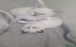 Ragdoll cats for sale: fluffie rag-dolls - Image 4