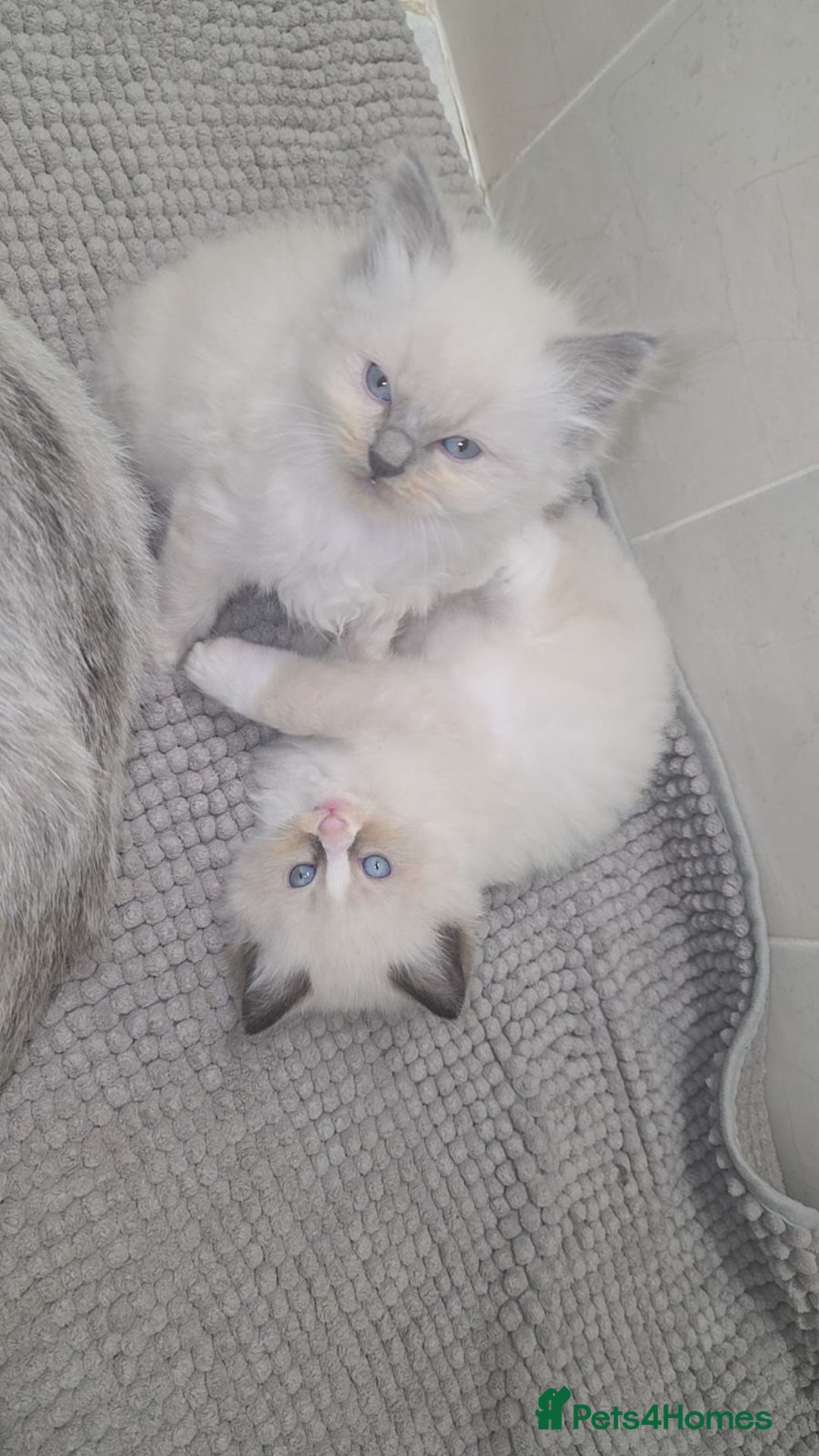 Ragdoll cats for sale: fluffie rag-dolls - Image 4