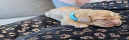 Cocker Spaniel dogs for sale: Working cocker spaniels in Barnsley - Advert 27