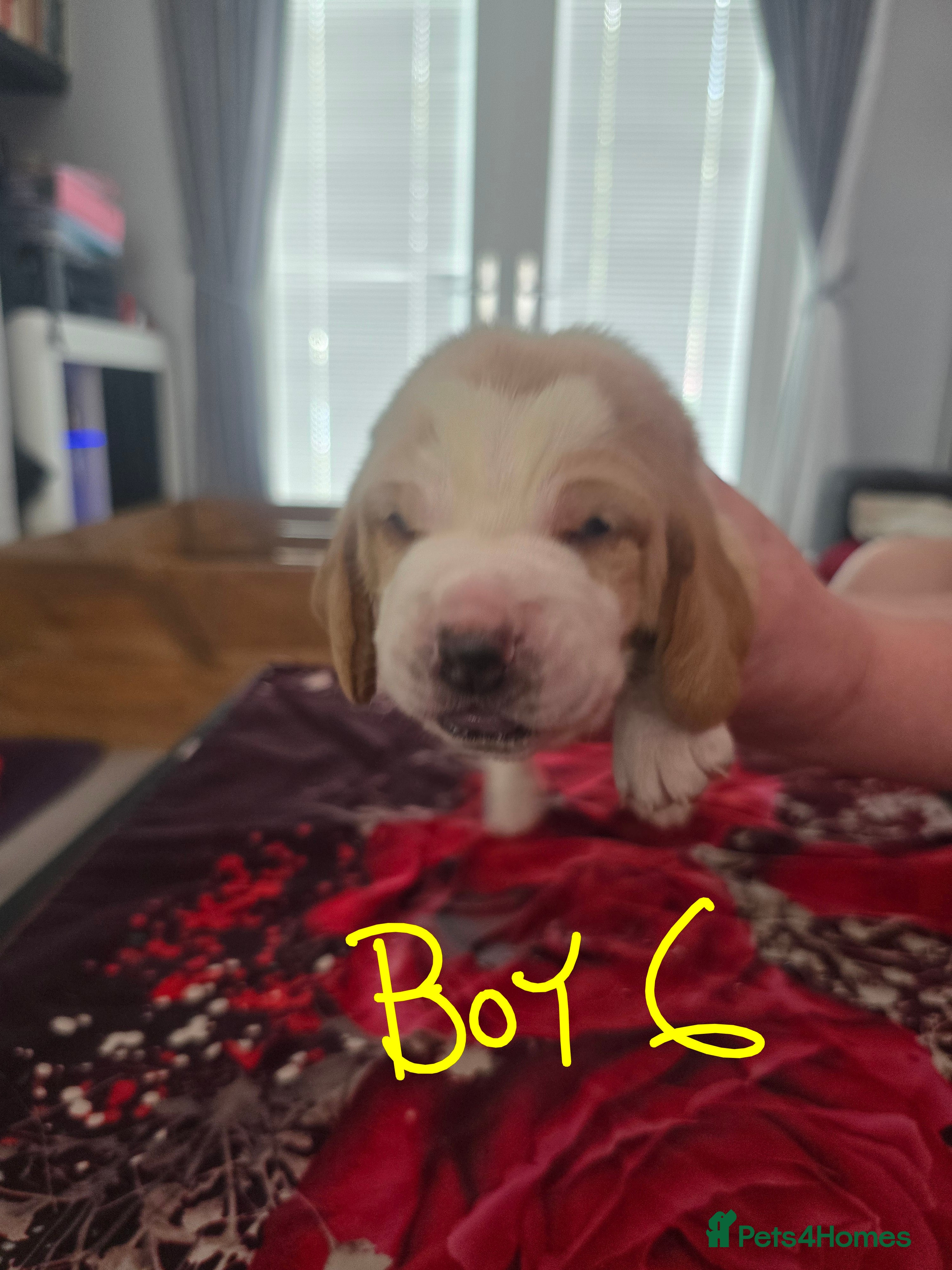 Basset Hound dogs Basset hound pups  - Advert 10