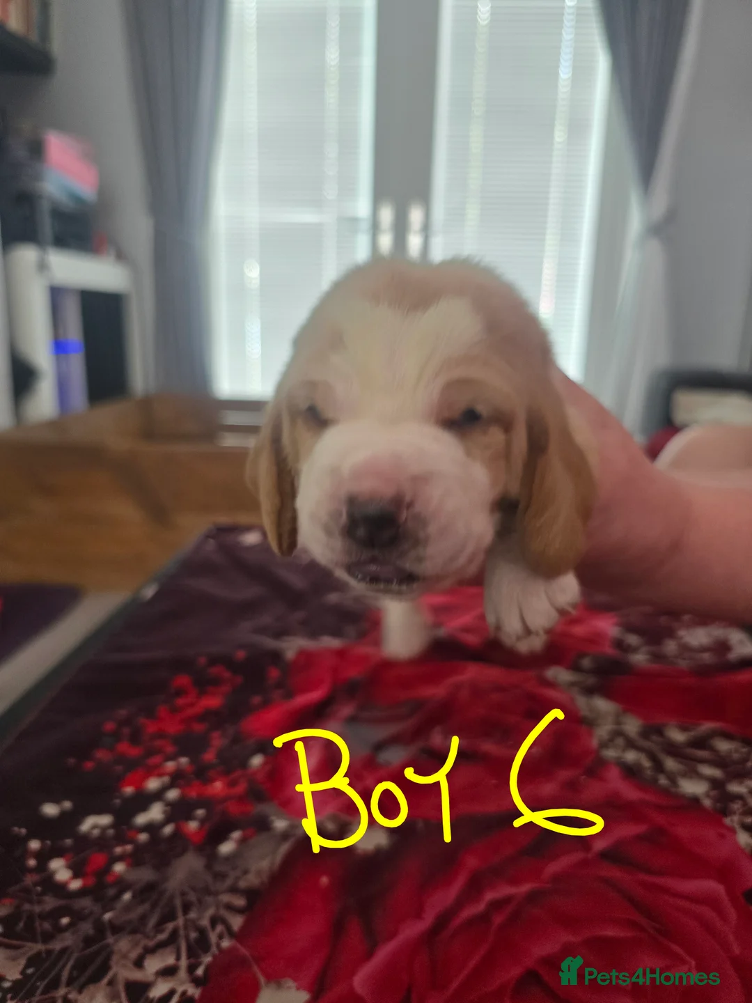 Basset Hound dogs for sale: Basset hound pups kc REG - Advert 1