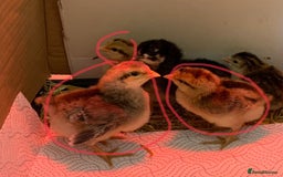 Chickens poultry for sale: Trio cream leg bar chicks  - Image 2