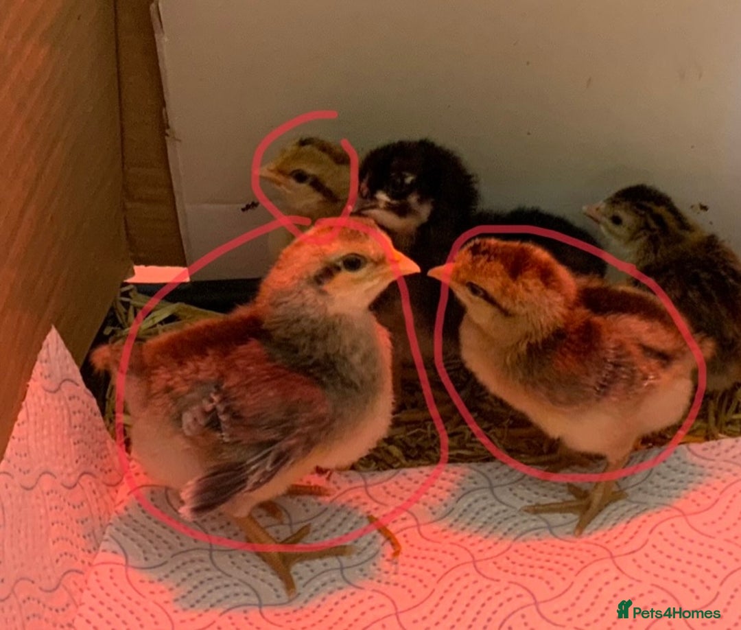 Chickens poultry for sale: Trio cream leg bar chicks  - Image 2
