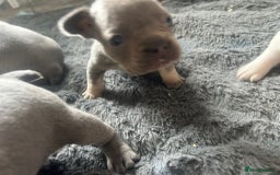 French Bulldog dogs for sale: REDUCED French Bull Dog Pups  - Image 13