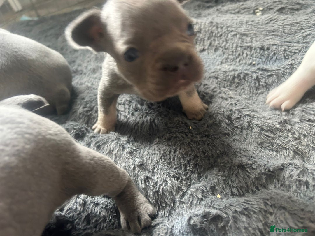French Bulldog dogs for sale: REDUCED French Bull Dog Pups  - Image 13