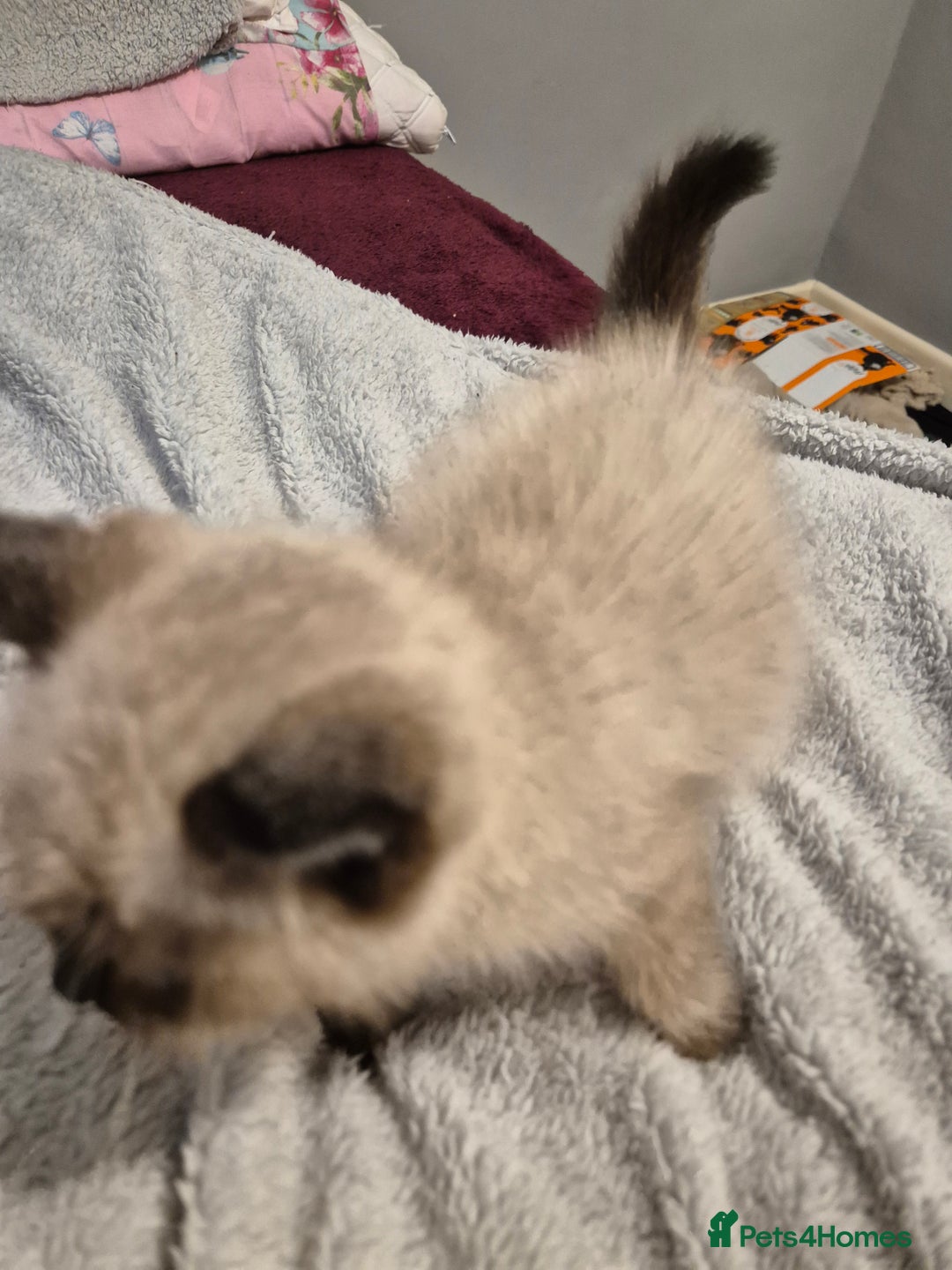 Snowshoe cats for sale: Pedigree Tica reg seal point snowshoe boy  - Advert 4