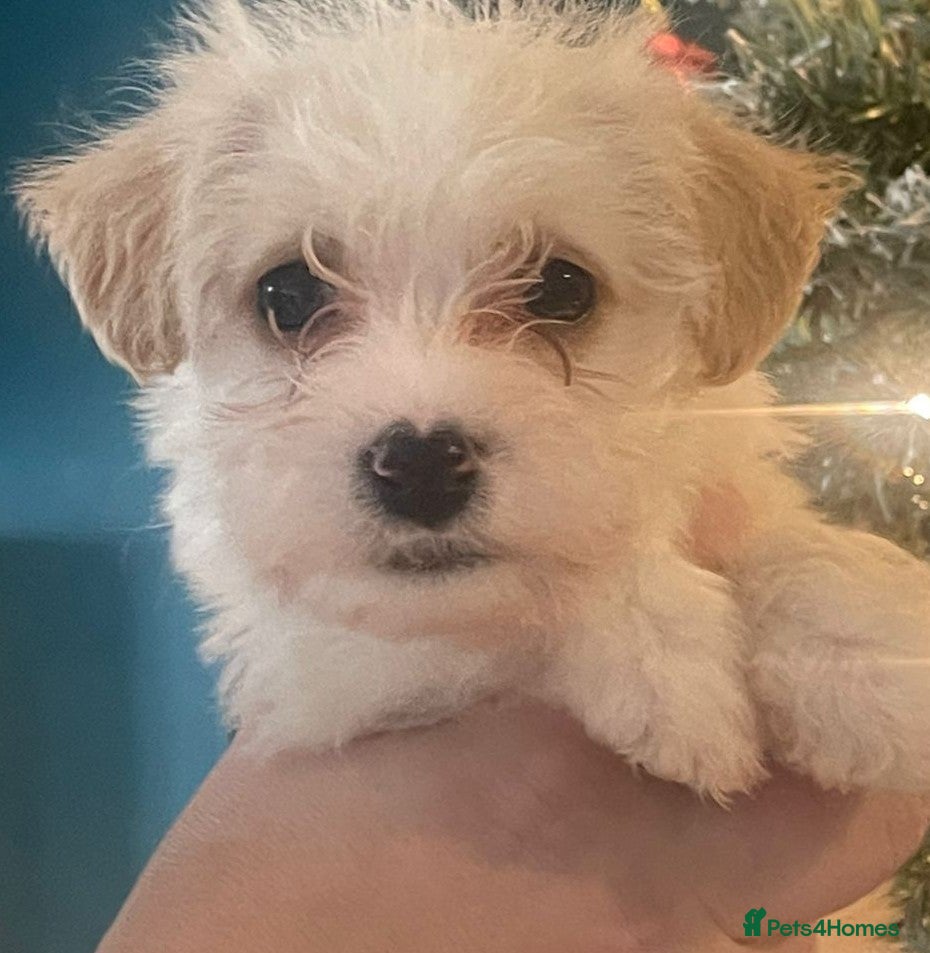 Mixed Breed dogs Beautiful jack chon puppies  - Advert 1