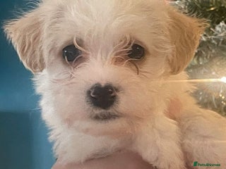 Mixed Breed dogs Beautiful jack chon puppies - Advert 3