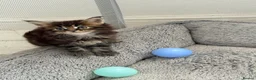 Maine Coon cats for sale: Rare Red Silver Maine Coon Kittens Available  in London - Advert 15