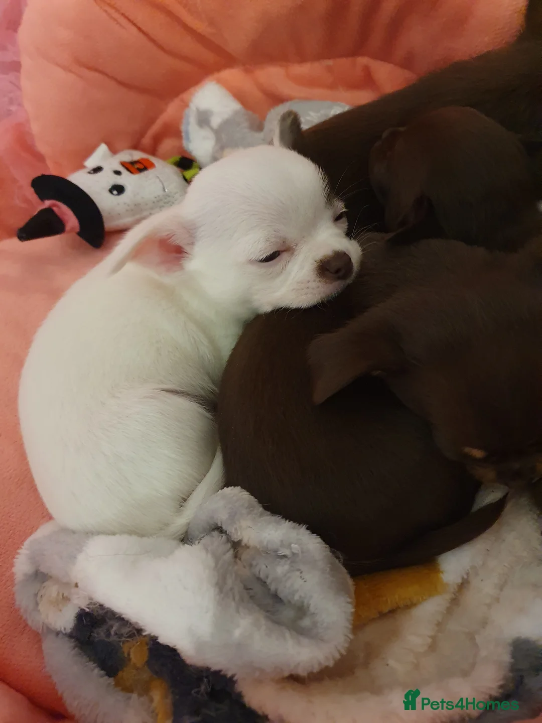 Chihuahua dogs for sale: Xx **  chihuahuas READY NOW.. - Advert 1