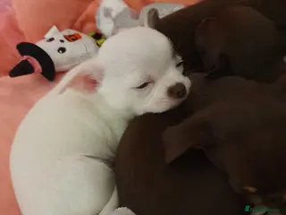 Chihuahua dogs Xxxxs chihuahuas READY NOW.. - Advert 1