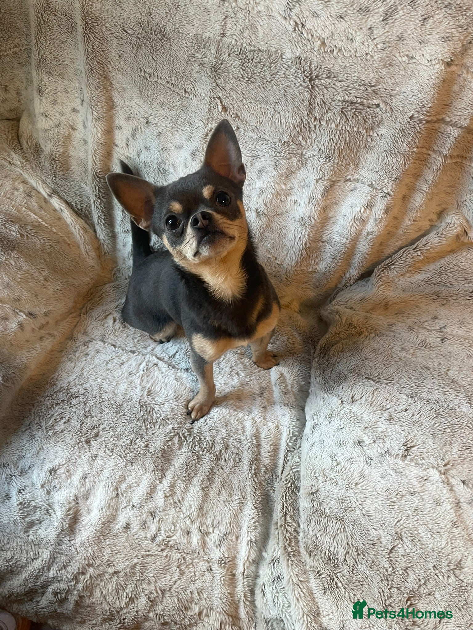 Chihuahua dogs Chihuahua stud (Romeo) in Sherborne - Advert 9