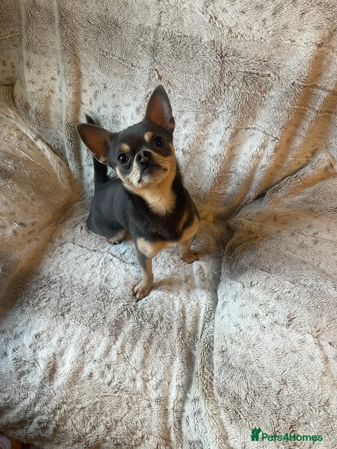 Chihuahua dogs for stud: Chihuahua stud (Romeo) in Sherborne - Advert 1