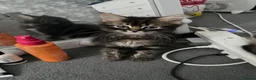 British Longhair cats for sale: 2 British longhair kittens for sale  - Advert 8