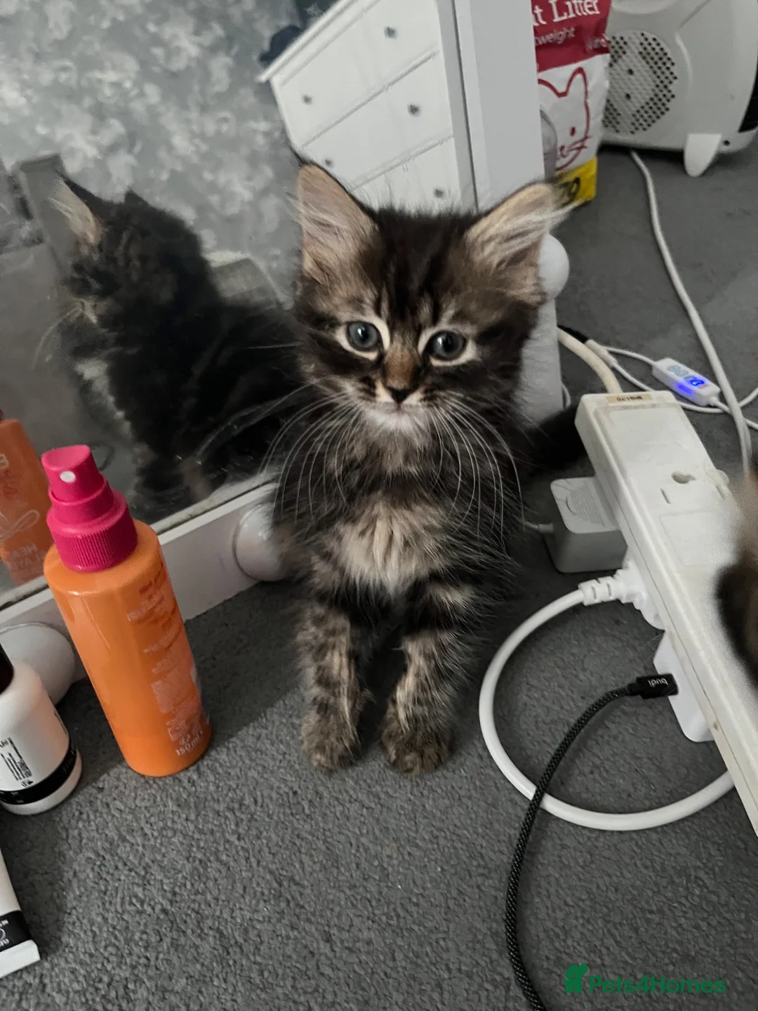 British Longhair cats for sale: 2 British longhair kittens for sale  - Advert 8