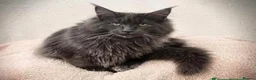 Maine Coon cats for sale: Female Pure Maine Coon Kitten in ELY - Advert 9
