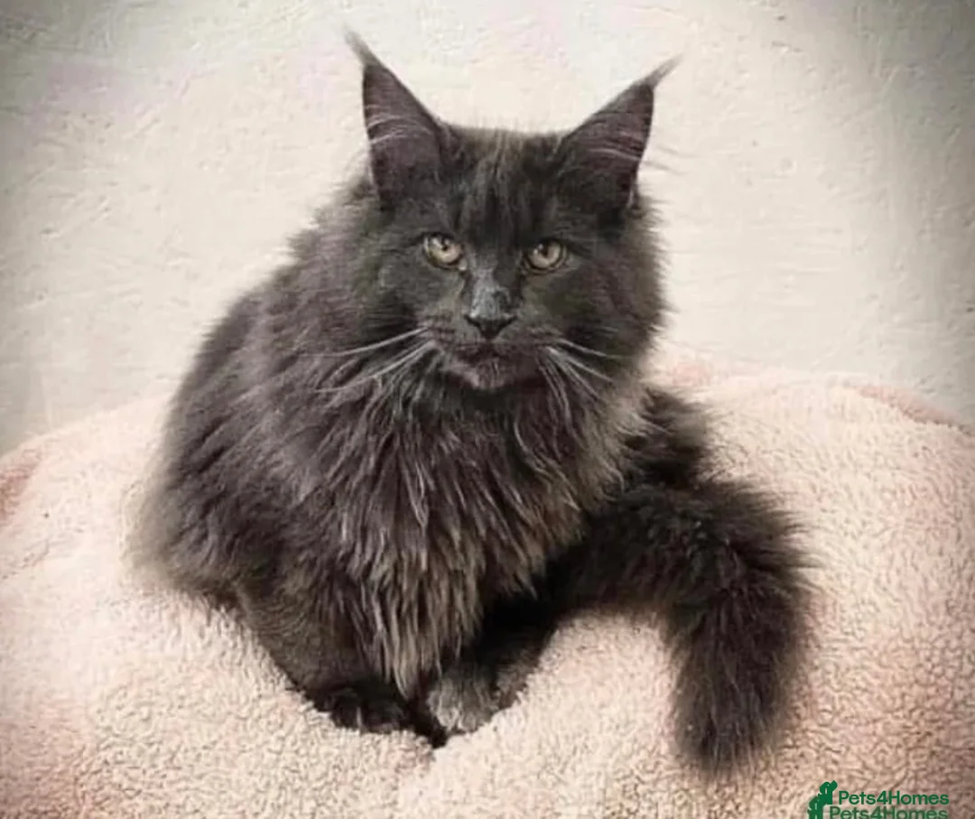 Maine Coon cats for sale: Female Pure Maine Coon Kitten in ELY - Advert 9