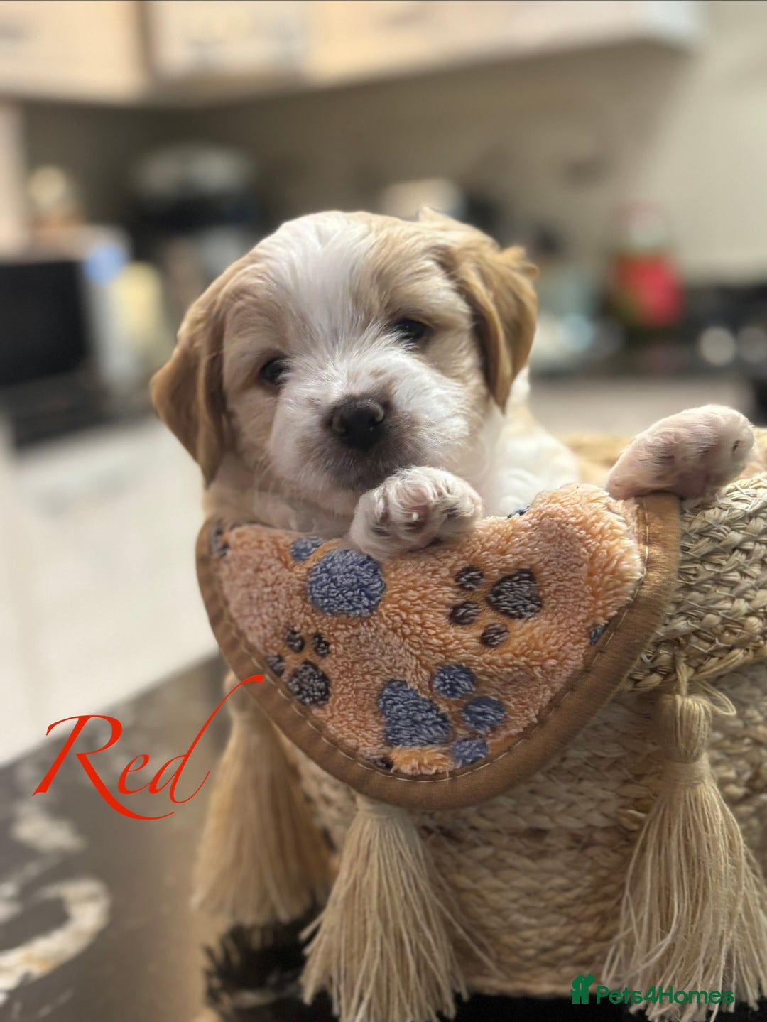 Mixed Breed dogs for sale: Peke-a-Chon puppies 🐶  - Image 18