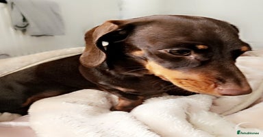 Dachshund dogs in Rotherham - Advert 8