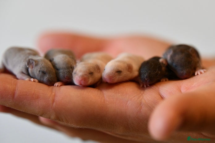 Mouse rodents in Wantage - Advert 5