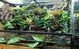 Frog reptiles for sale: 90x90x45 exo terra vivarium  - Image 5