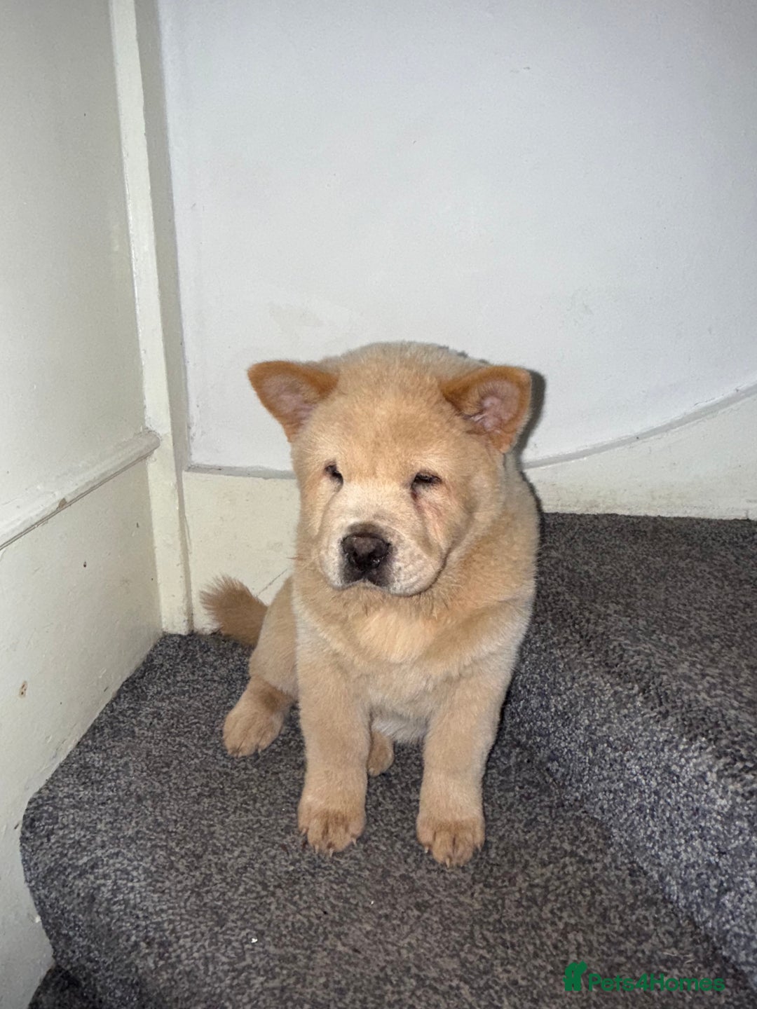Chow Chow dogs for sale: Our last chow chow for sale !! - Image 1