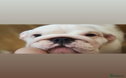 English Bulldog dogs for sale: Kc reg  1 White & Red boy only fully vaccinated  - Image 6