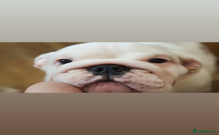 English Bulldog dogs - Advert 12