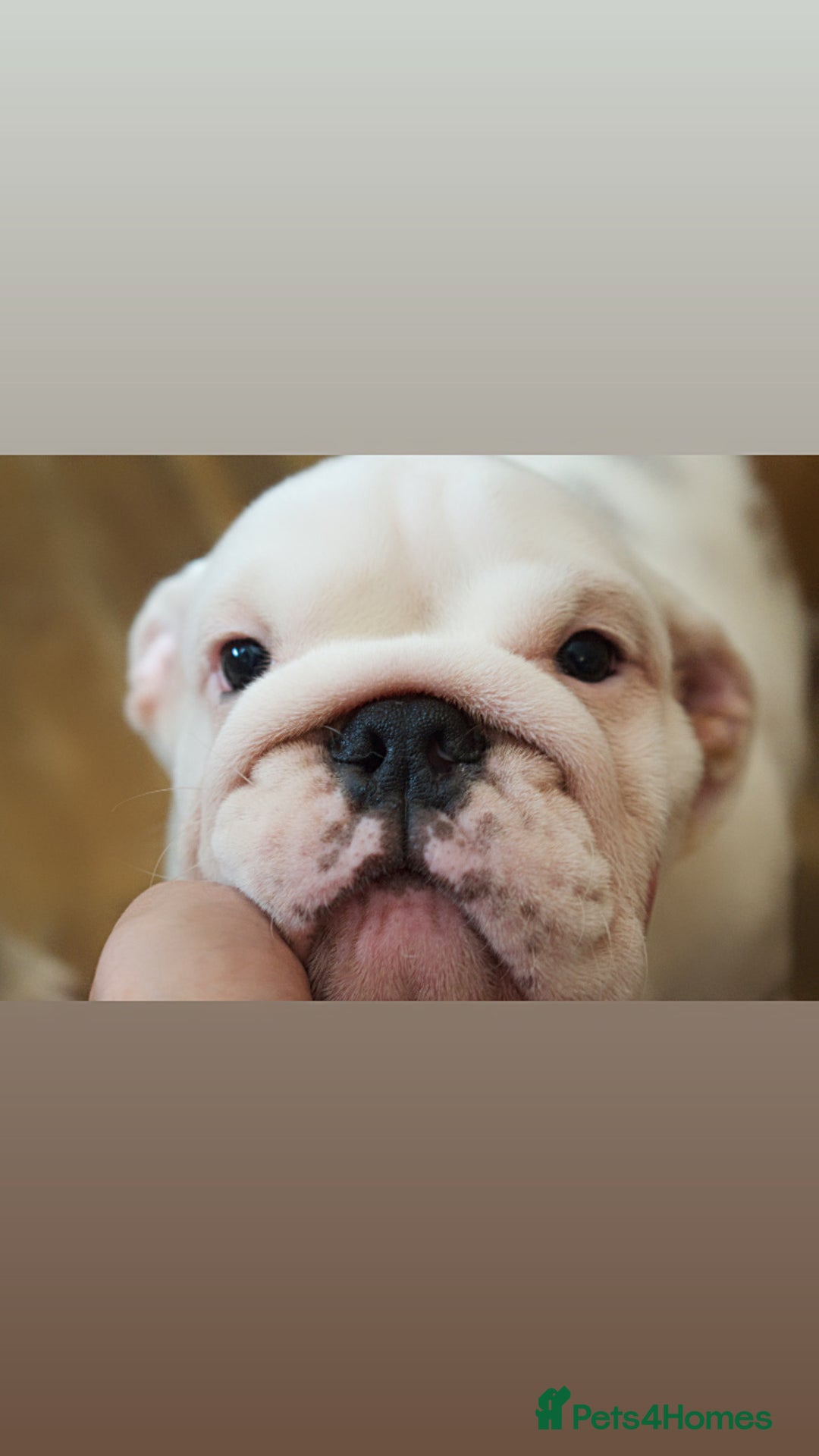 English Bulldog dogs for sale: Kc reg  1 White & Red boy only fully vaccinated  - Image 6