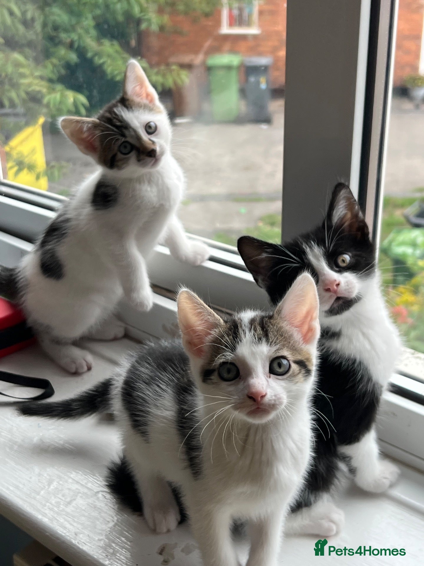 Mixed Breed cats Male Kittens - Ready to Go £130 - Advert 1