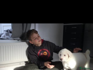 Akita dogs - Advert 1