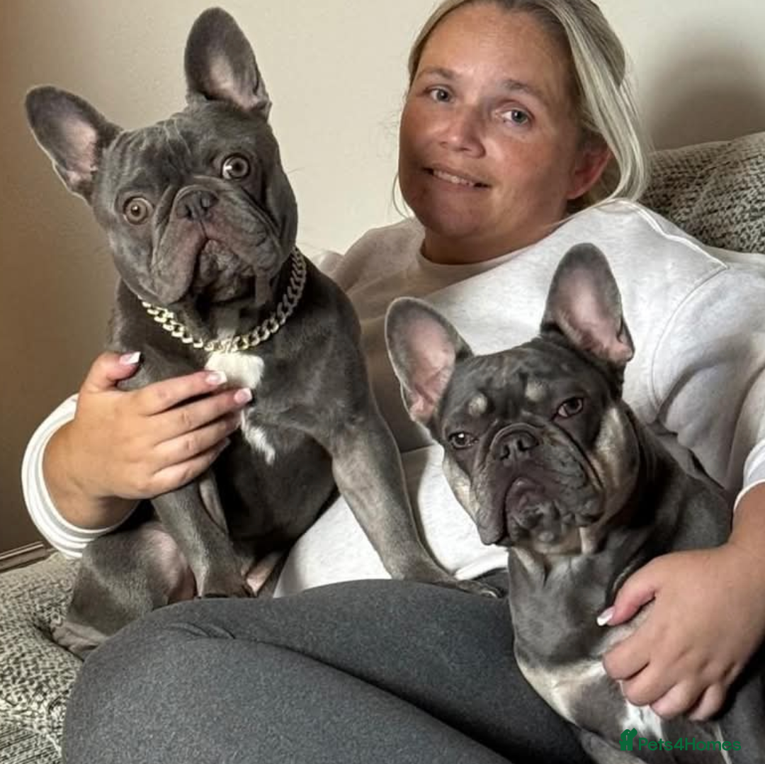 French Bulldog dogs Stunning french bulldog puppy's  - Advert 1