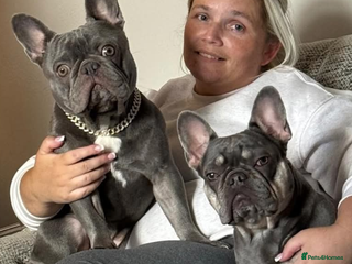 French Bulldog dogs Stunning french bulldog puppy's - Advert 1